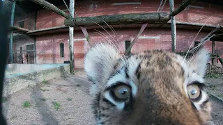 У нас родились 4 амурских тигренка! 🐯🥰