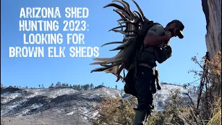 Arizona Shed Hunting 2023: Looking for Brown Elk Sheds