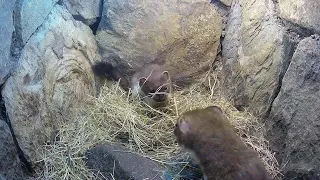 Rescued Stoats Released Into The Wild | Live Q+A | Rescued & Returned to the Wild | Robert E Fuller