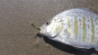 How to Catch More Surfperch Using Gulp Sandworms