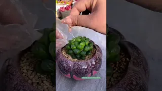 Tips for succulents 多肉植物| 다육이들 | Suculentas