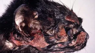 Gross Pathology of the Cat 5   Integument