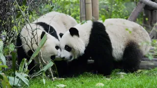 Pandas playing