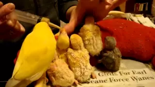 Hand feeding baby lovebirds and big sister Chicken-Little #cuteanimals #lovebirds