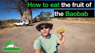 How to eat the fruit of the Baobab tree | Botswana | Africa