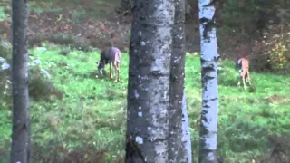 September Bow Hunting in Wisconsin