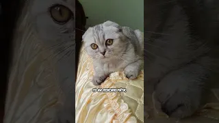 Обожаю свой возраст #прикольнаяозвучка #котик #юмор