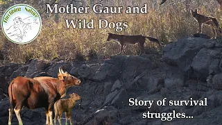 Mother Gaur and Wild dog / ASIATIC WILD DOG HUNTING / Short Documentary / 2021