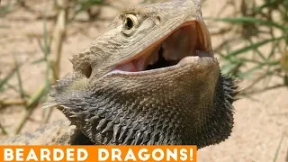 Funniest Cool Bearded Dragon Videos Weekly Compilation 2018 | Funny Pet Videos