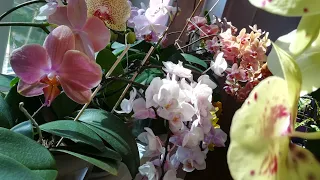 ЧАСТЬ 2.ЦВЕТЕНИЕ МОИХ ОРХИДЕЙ В КОНЦЕ АПРЕЛЯ👍❤️🧡💛❣️😍#phalaenopsis #flores #orhids #фаленопсис 🌱🦋🌸😍