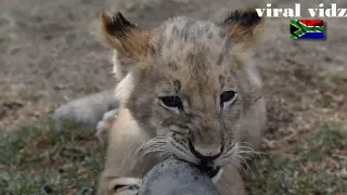 The cutest Lion Cubs compilation !