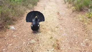 Capercaillie attack in the Scottish highlands