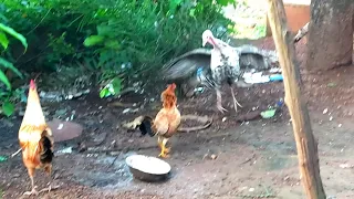 🔥 Hen vs Turkey 🔥 !