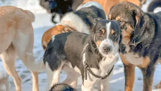 Глаза собаки что лишилась дома Пес отказник первый день в приюте для животных dog at animal shelter