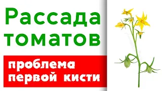 Рассада томатов в апреле.  Проблемы первой кисти