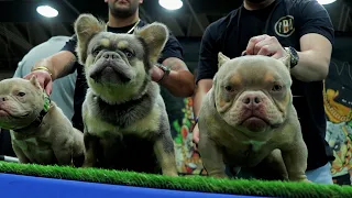 Inside the World Bully Registry's Main Event Bully Expo Show 2023 in Pomona, California