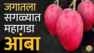 Most Expensive Mango: Japan चा Miyazaki हा सगळ्यात महागडा आंबा भारतातल्या West Bengal मध्ये कसा आला?