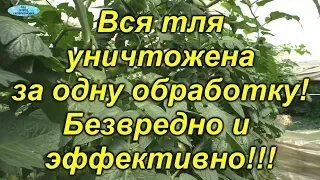 От этой обработки "осыпалась" вся тля!!! Действительно эффективный способ!