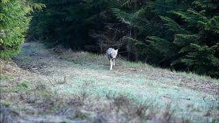 Vlk dravý (wildlife) - Canis Lupus -Волк- Wolf- Slovenský raj -hozzafoto