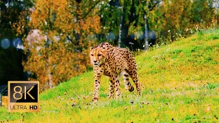 8K VIDEO ULTRAHD | 8K VIDEOS COLLECTION OF WILDLIFE ANIMALS FOR 8K HDR TV | NATURE RELAX AMBIENT