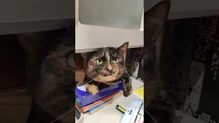 провинившаяся кошка | guilty kitty