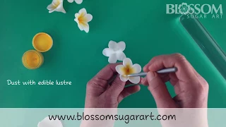 Making a frangipani / plumeria flower - Quick and Easy