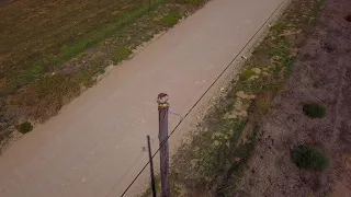 Drone vs Peregrine Falcon