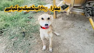 Hamara Dog 🐕 Ab teek ho gya ha☺️