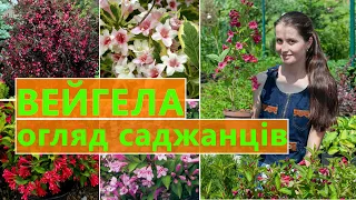 ВЕЙГЕЛА 🌺 ОГЛЯД САДЖАНЦІВ ТА СОРТІВ 👉