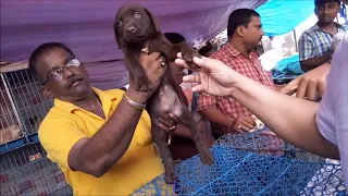 Chocolate Labrador Retriever Now At Galiff Street Kolkata l Price Rs 13000