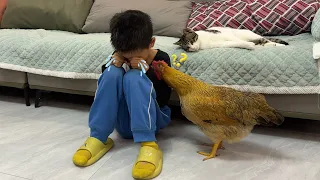 How do hens and kittens react when children cry? 😅Cute and interesting animal video