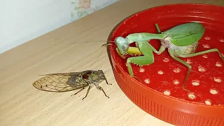 Praying mantis, golden cicada