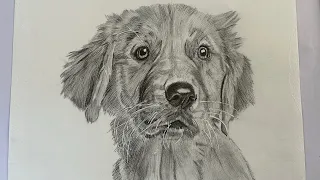 Pencil sketch of a DOG  #realisticsketch #howtodrawadog