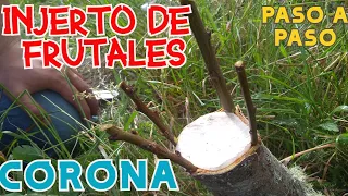 INJERTO DE FRUTALES/CORONA/CORTEZA/PASO A PASO