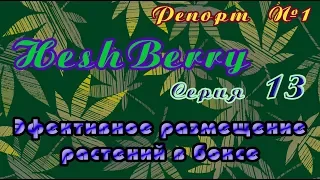 HashBerry-репорт 01/13: Большой обзор Эффективное размещение растений в боксе