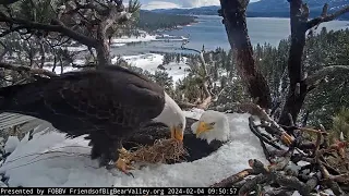 Shadow brings a blanket to Jackie FOBBV CAM Big Bear Bald Eagle Live Nest - Cam 1 / Wide View - Cam