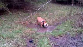 Happy as a Pig in Mud Part 2 : Mud Wrestling Bulldog