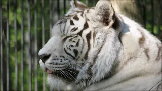Бенгальская тигрица Зая наблюдает за тигрёнком Кови. Он ходит и ждёт когда тигрица подойдёт 16.05.24