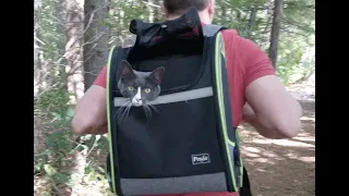 Cat's First Backpack Adventure | What Happened