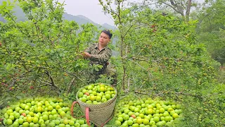 Harvest plums, go to the market, eggs, ship "Chesa" fruits to customers, cultivate corn, garden