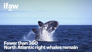 A North Atlantic right whale shouldn't be a rare sight