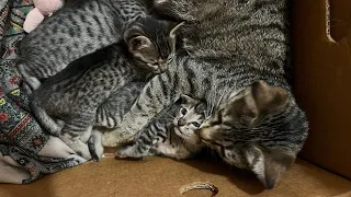 Kittens open their eyes after two weeks of their birth