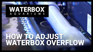 How to Adjust the Overflow Drain of Your Waterbox Aquarium