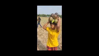 நுங்கு ஜூஸ் | Nungu Juice_ FRESH PALM FRUIT Hunting - Nungu (ice-apple)