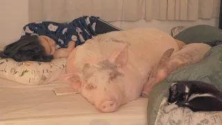 I slept with the pigs