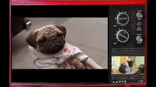 Will Smith meets Frank the Pug