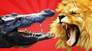 TOP Compilation Fights Lion vs Crocodile 2015! Compilation Of Best Of Lion Fighting with Crocodile!
