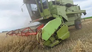 ^Żniwa 2019 koszenie owsa HIT!! Claas Dominator 80^