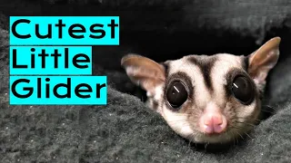 Sugar Glider | Everything You Need To Know!