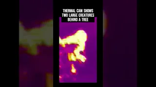 TWO Giant Creatures Spotted On Thermal Cam!!! YOWIE? #shorts #bigfoot #yowie